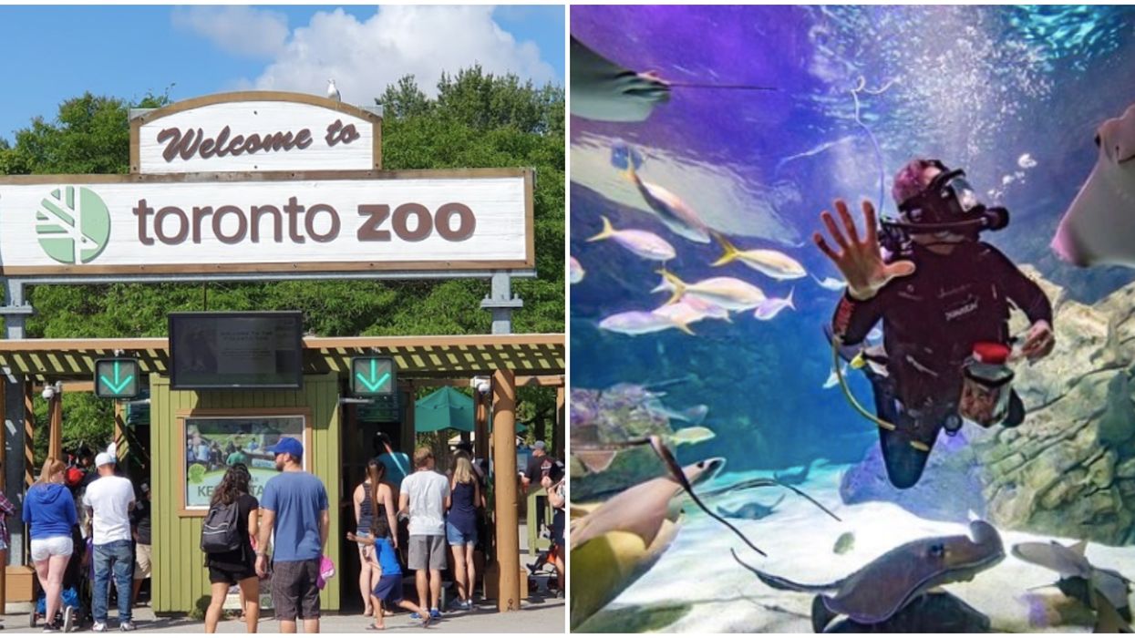 Toronto Zoo Is Reopening In The Next Few Days Along With The AGO And Casa Loma