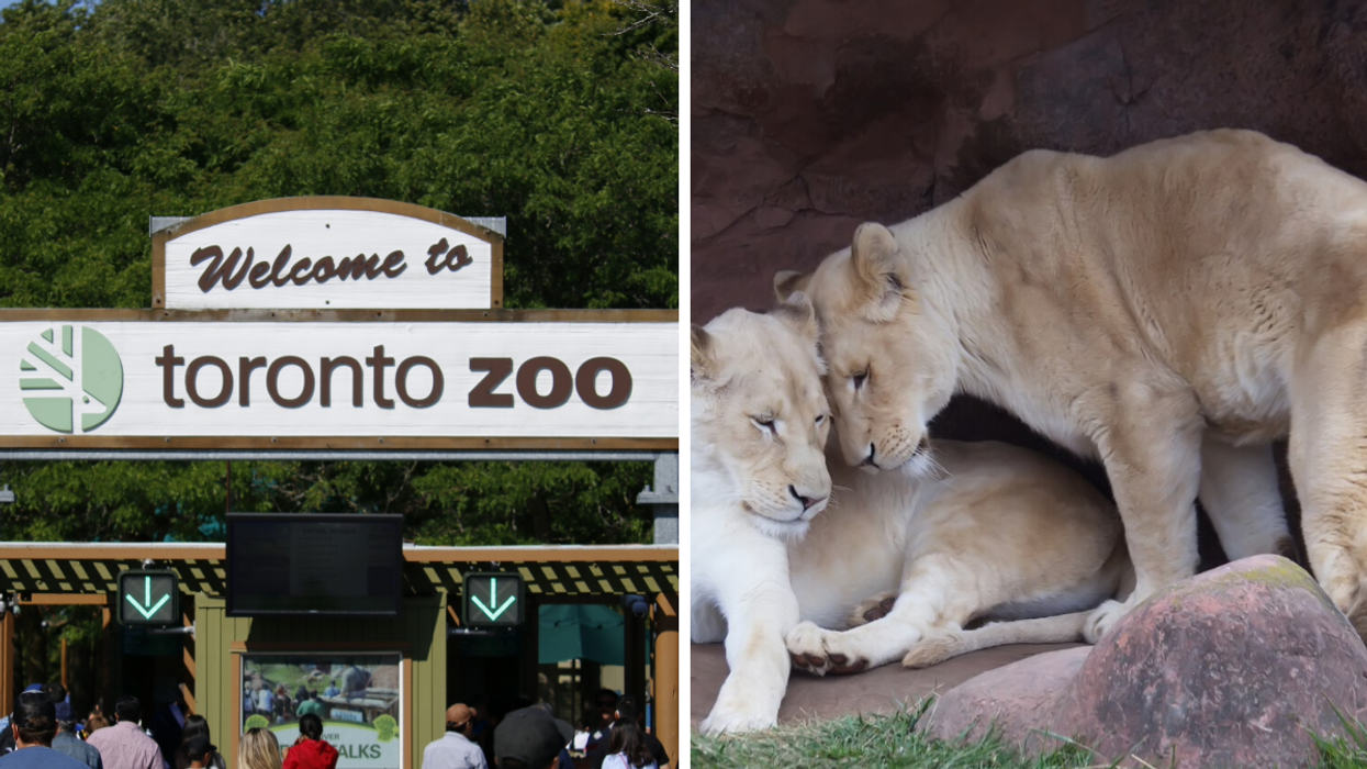 Toronto Zoo Is Vaccinating Its Animals Against COVID-19 & Some Critters Will Get Priority