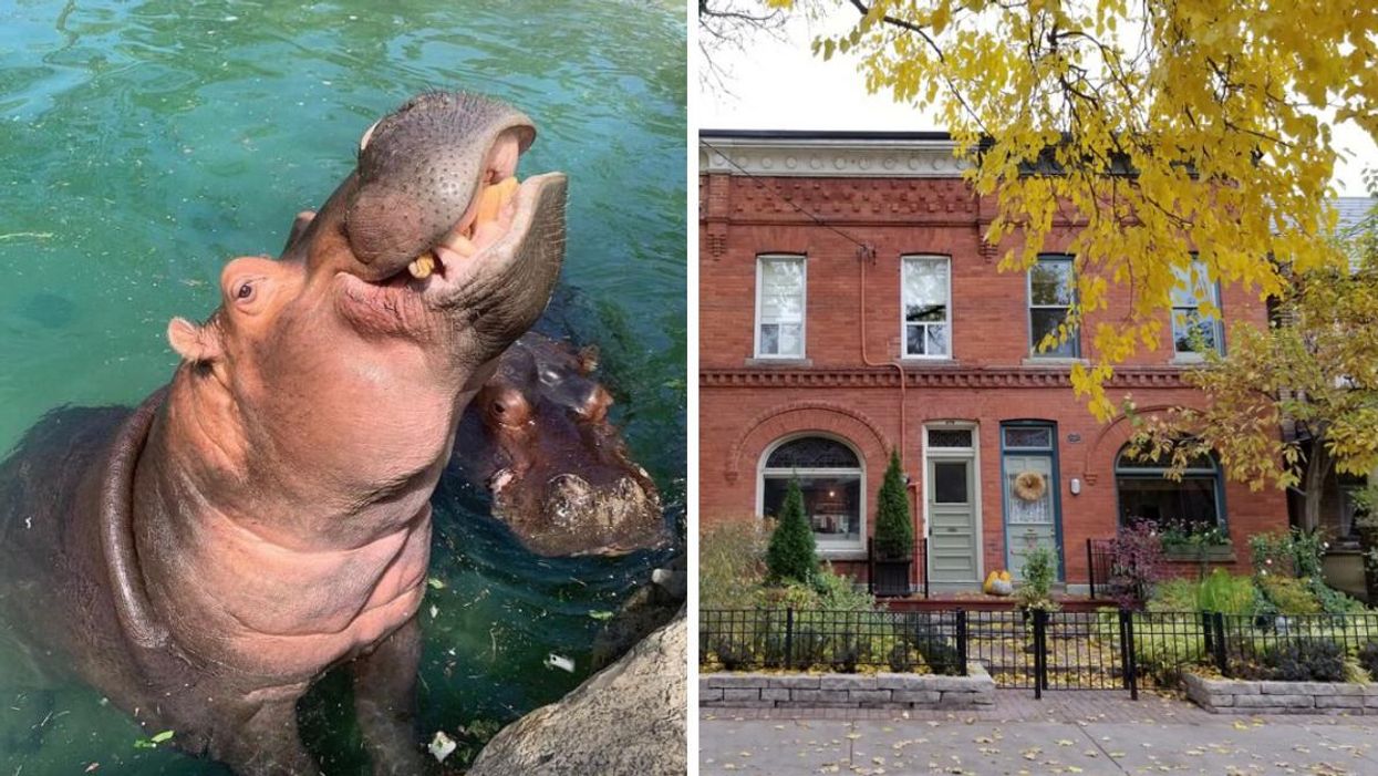 Toronto Zoo Poo Actually Powers So Many Homes In The GTA