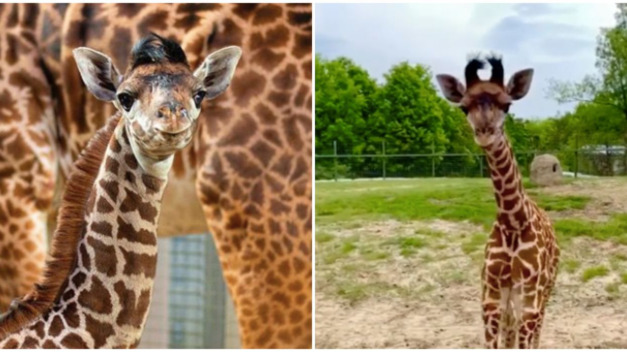 Toronto Zoo's Baby Giraffe Naming Is The Cutest Thing You'll Do All Week