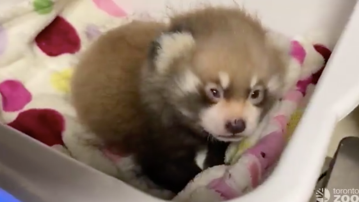 Toronto Zoo's Baby Panda Had The Most Adorable Struggle Waking Up This Morning (VIDEO)