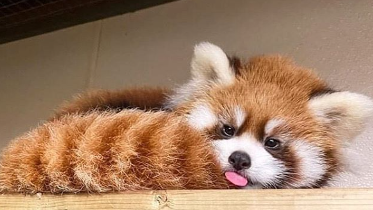 Toronto Zoo's Baby Red Panda Exploring Is The Only Video You Need This Monday