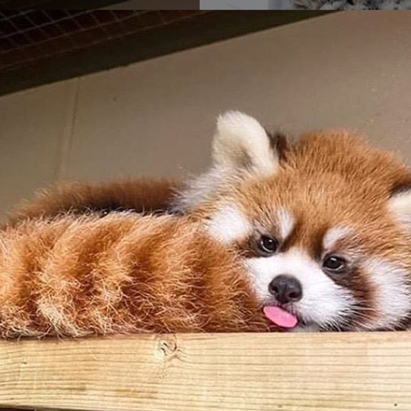 Toronto Zoo S Baby Red Panda Exploring Is The Only Video You Need This Monday Narcity Toronto Zoo S Baby Red Panda Exploring Is The Only Video You Need This Monday Narcity