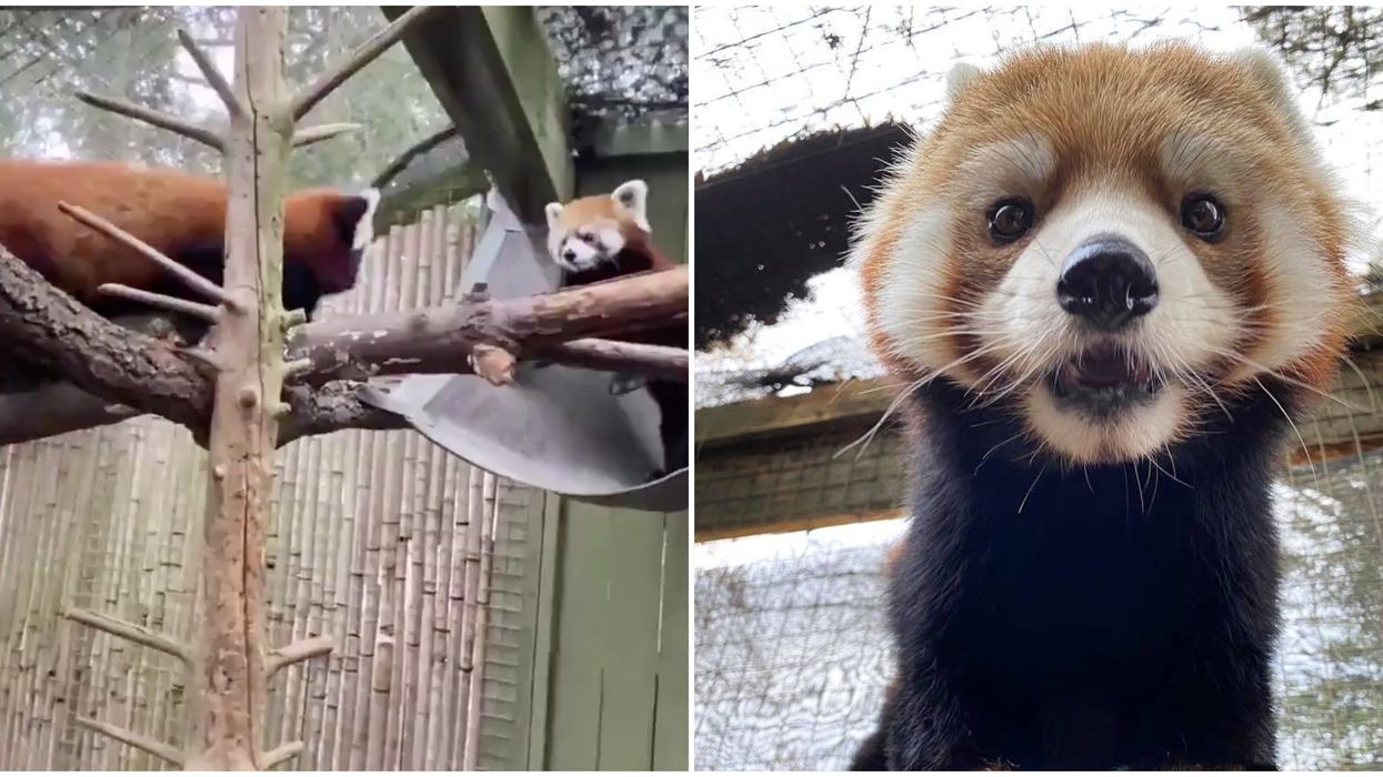 Toronto Zoo's Baby Red Panda Just Met Her Dad & They're Already In Love (VIDEO)