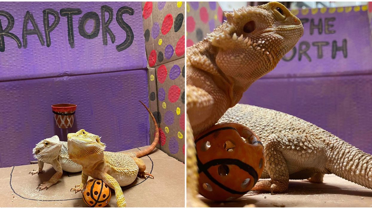 Toronto Zoo's Raptors Game Is The Cutest Match Of The Season (VIDEO)