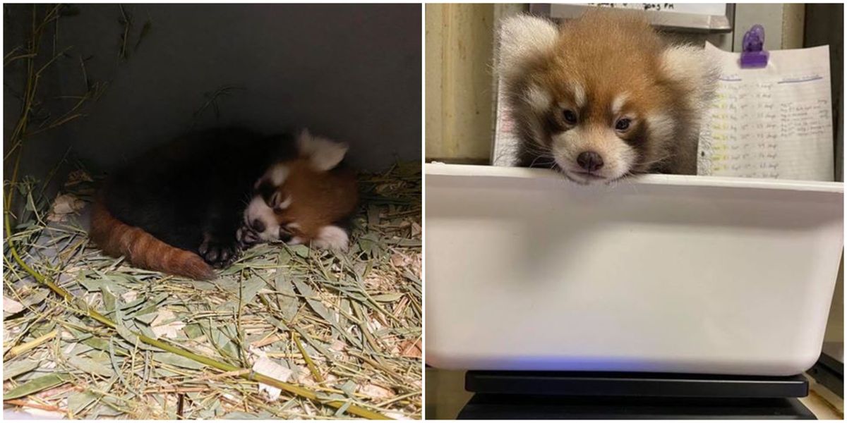 Toronto Zoo S Red Panda Baby Needs A Name You Can Help Choose One Narcity Toronto Zoo S Red Panda Baby Needs A Name You Can Help Choose One Narcity