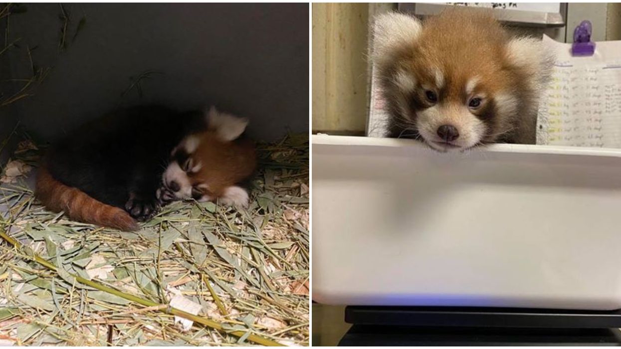 Toronto Zoo's Red Panda Baby Needs A Name & You Can Help Choose One