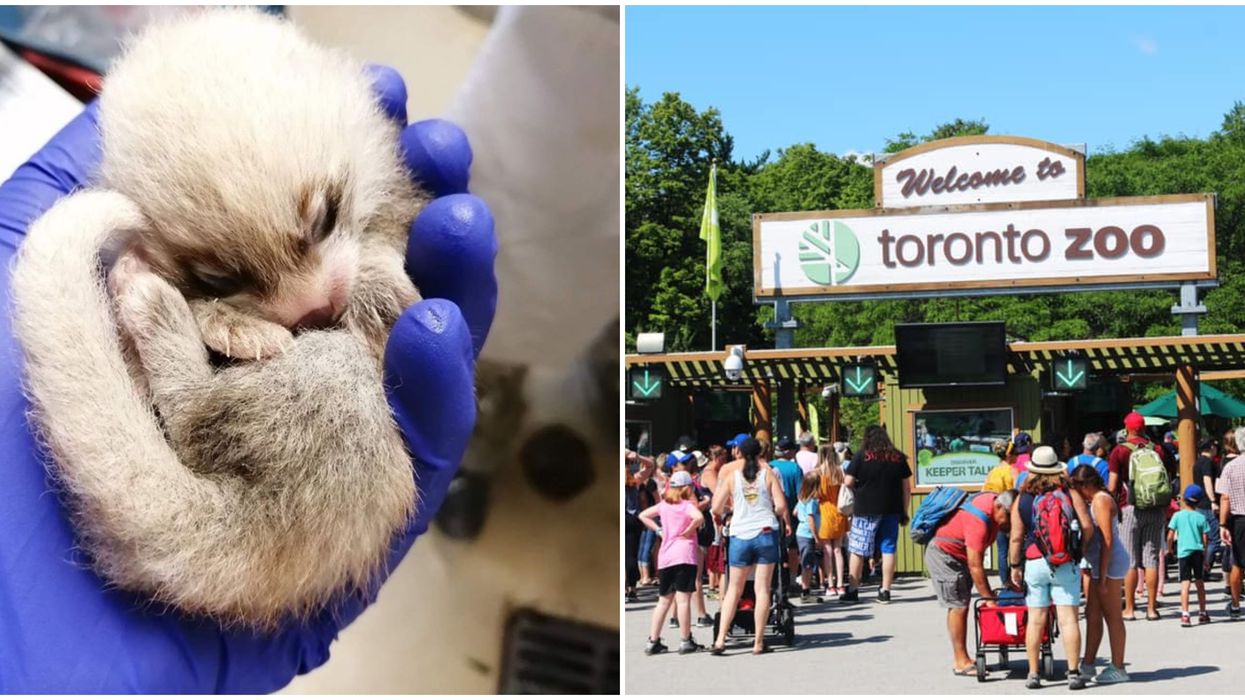 Toronto Zoo's Red Pandas Just Suffered A Tragedy As One Died At A Week Old