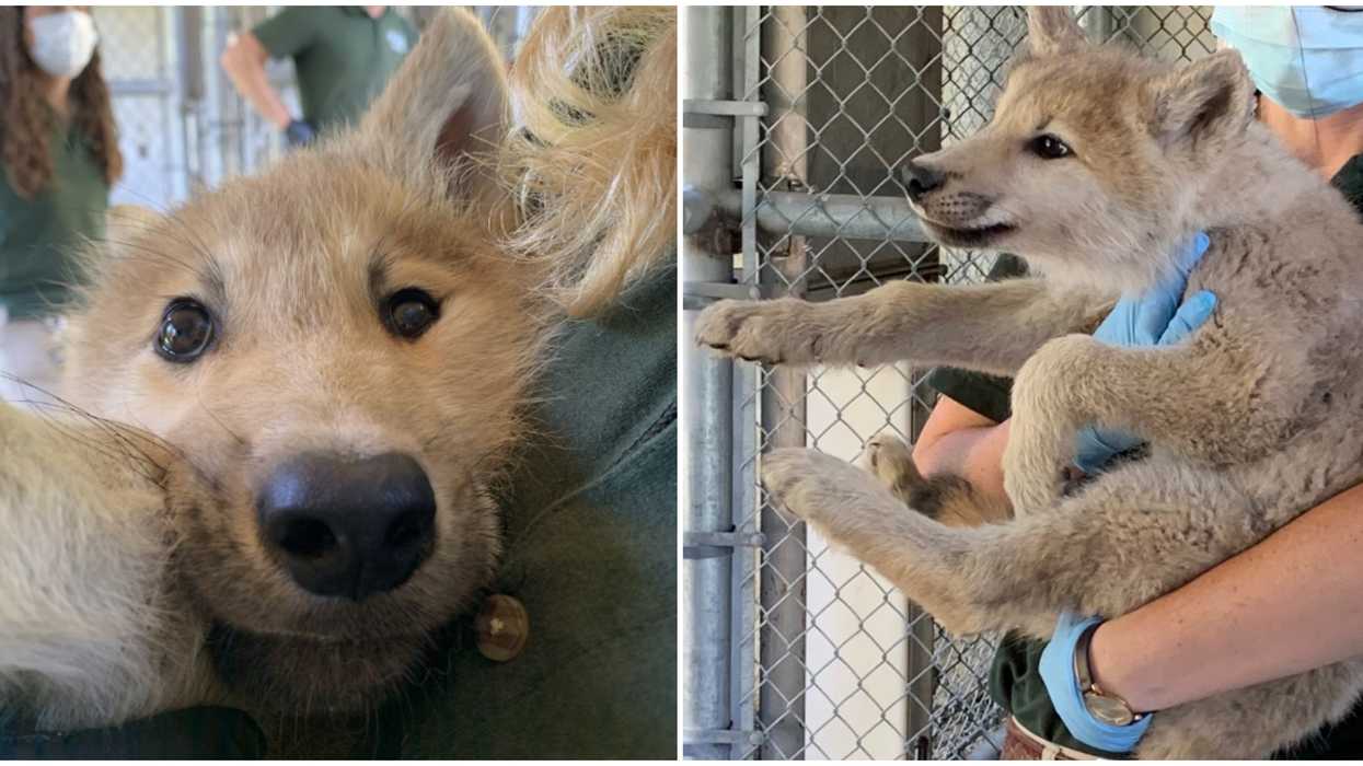 Toronto Zoo's Wolf Pups Just Got Names And They're So Cute They'll Make You Howl