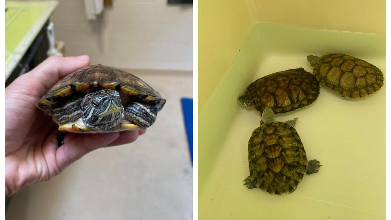 Toronto Zoo Says Pet Turtles Were Abandoned In Parking Lot