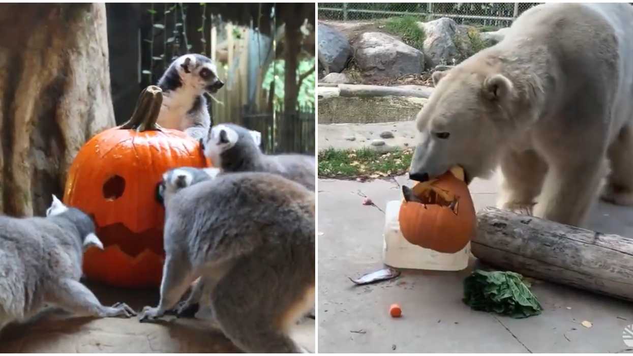 Toronto Zoo Surprised Animals With Pumpkins For Halloween & The Video Is Spooktacular