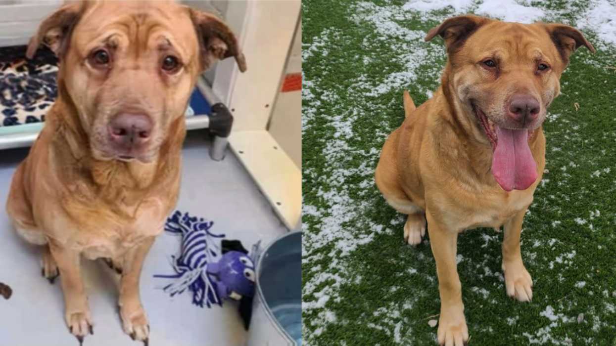 Toronto’s Lost Dog Mirabelle Was Returned To The Shelter & Needs A Home Once Again