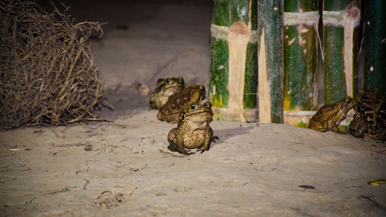 Toxic Cane Toads In Florida Reappear Thanks To Heavy Rain This Hurricane Season