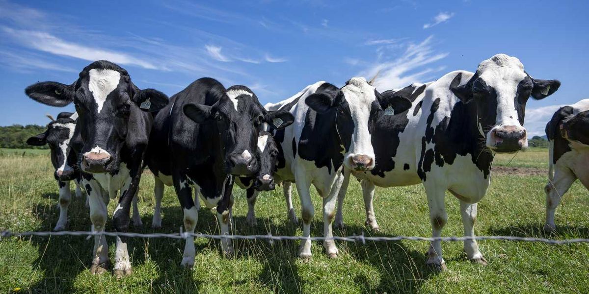 Dairy farmers warn against concessions as U.S. tariff deadline looms Dairy farmers warn against concessions as U.S. tariff deadline looms