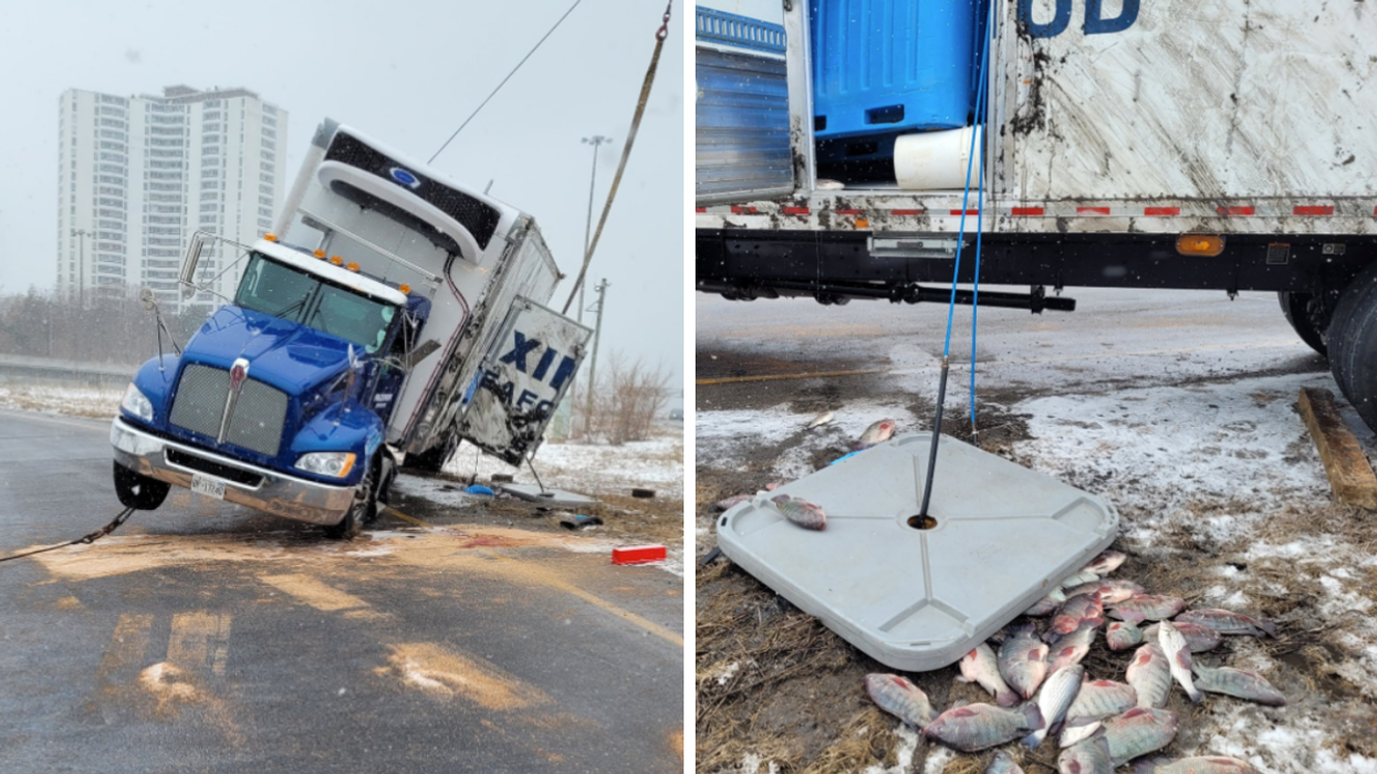 Transport truck filled with live fish flipped over on Highway 404 in Toronto on March 13.