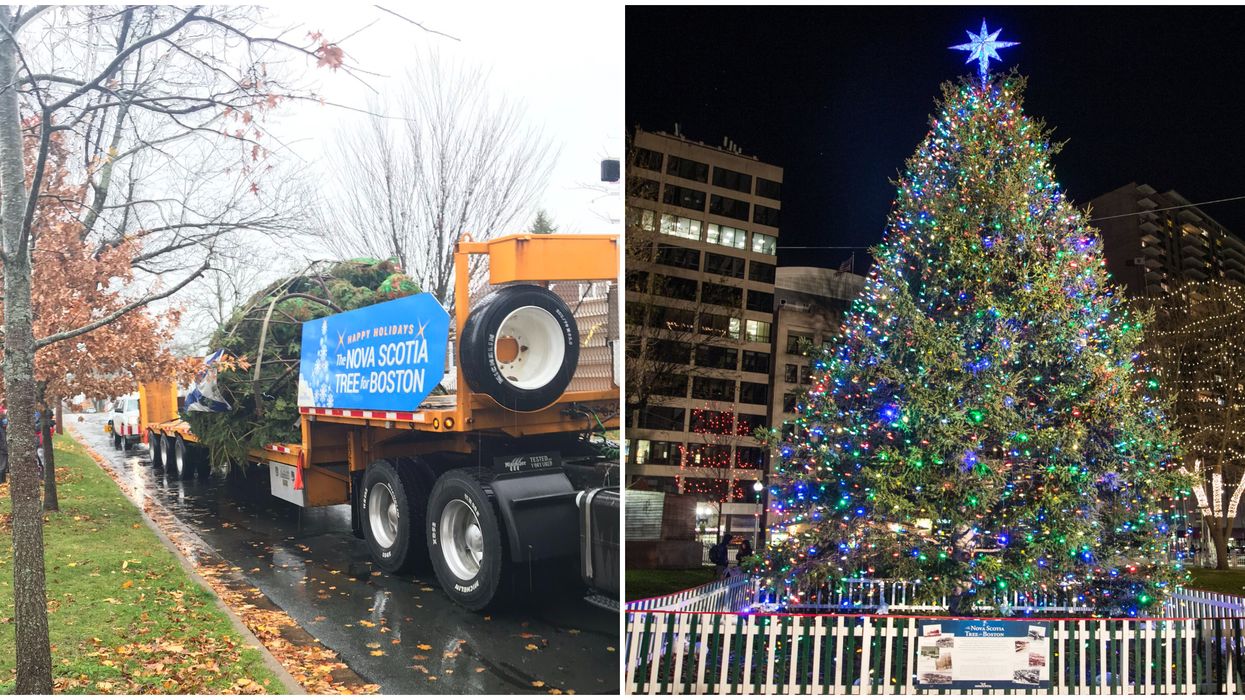 Tree For Boston Is Sent From Nova Scotia Every Year & The Reason Why Is Going Viral