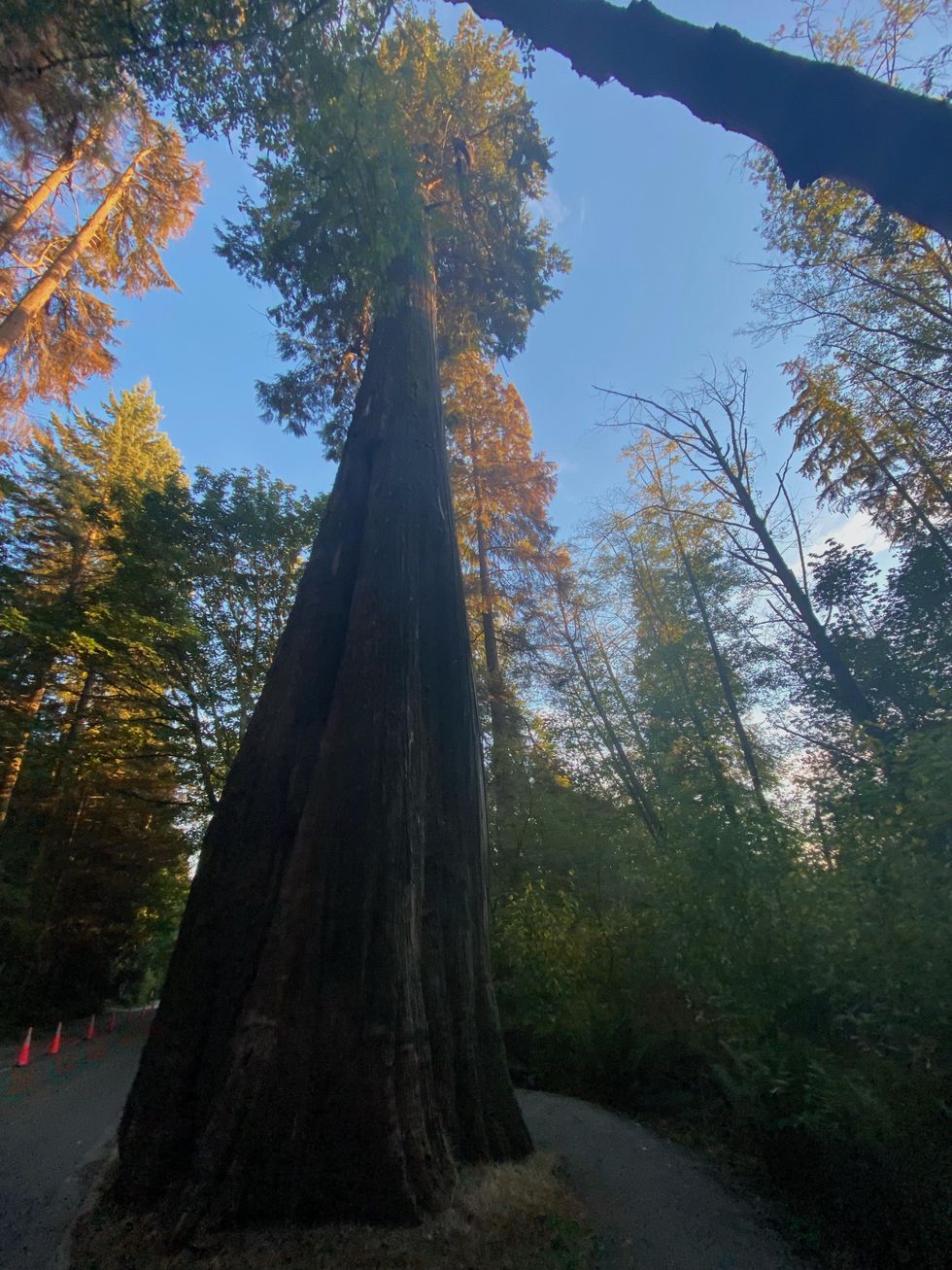 Tree in Stanley Park.
