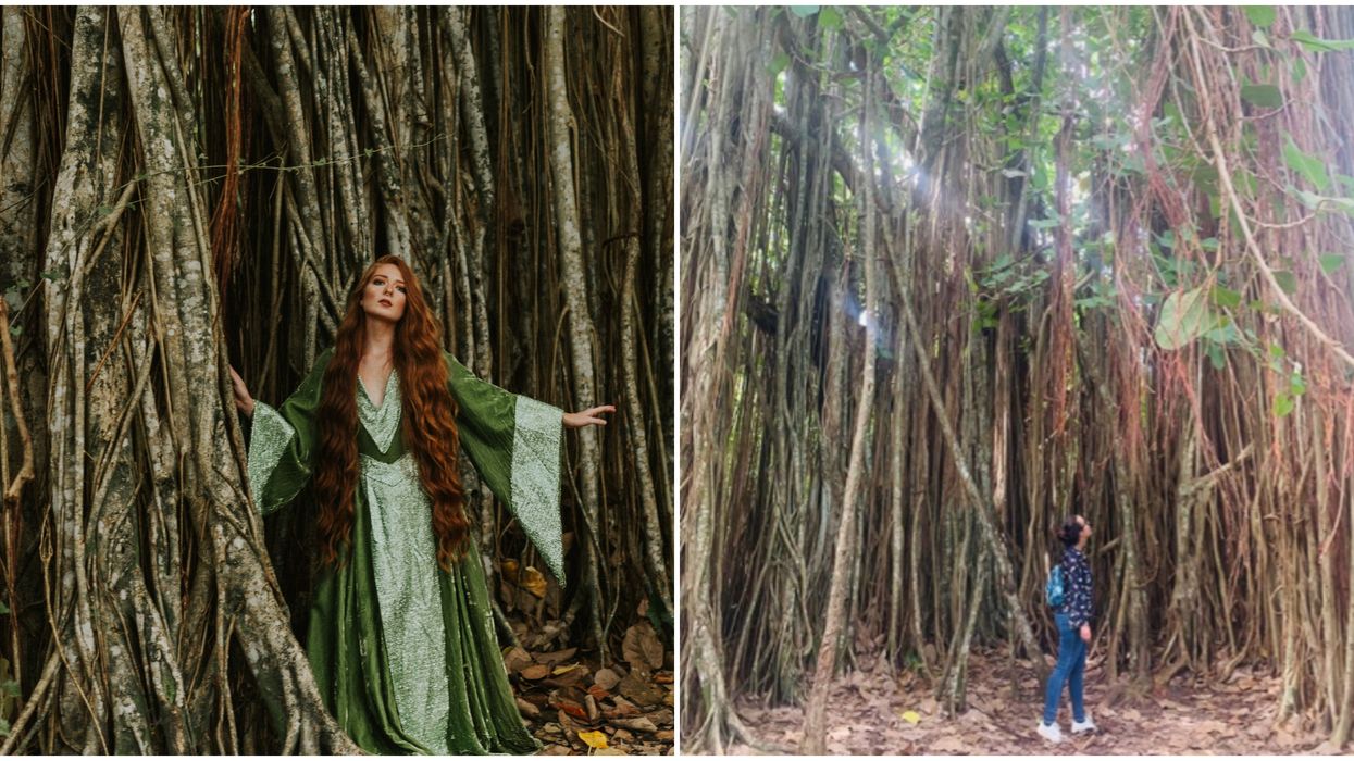 Tree Tops Park Miami Is A Maze Of Unique Trees
