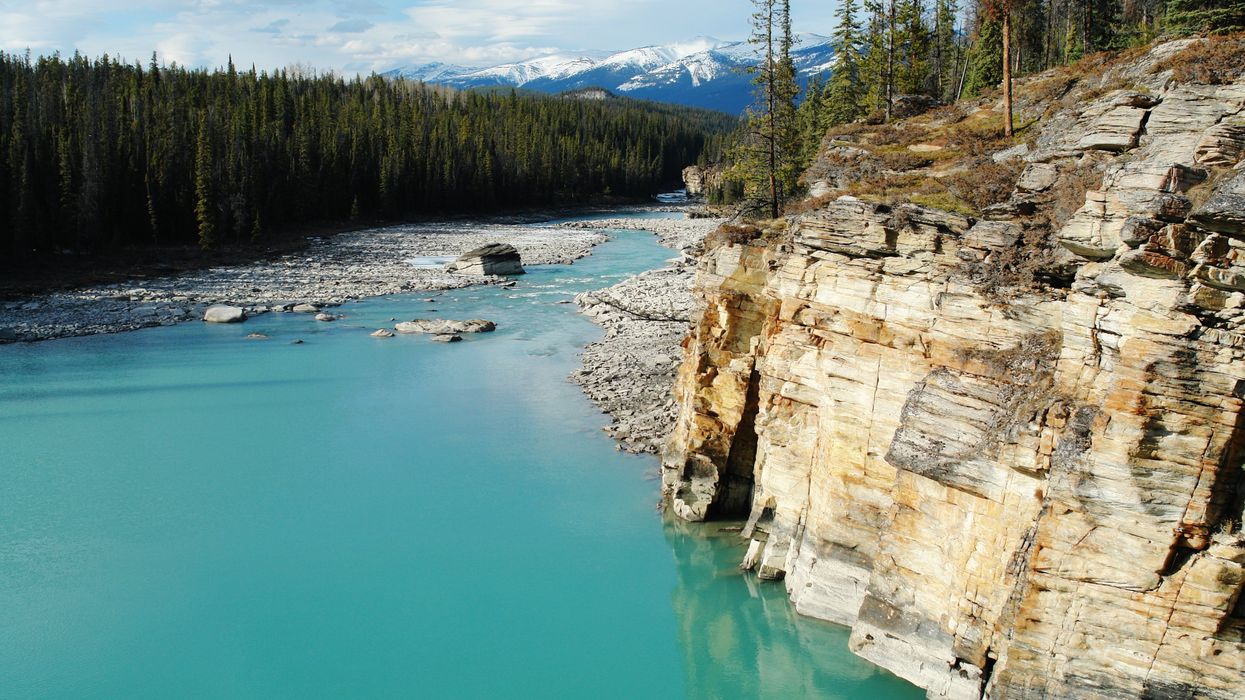 Trees and rocks along the shore of the Athabasca River.
