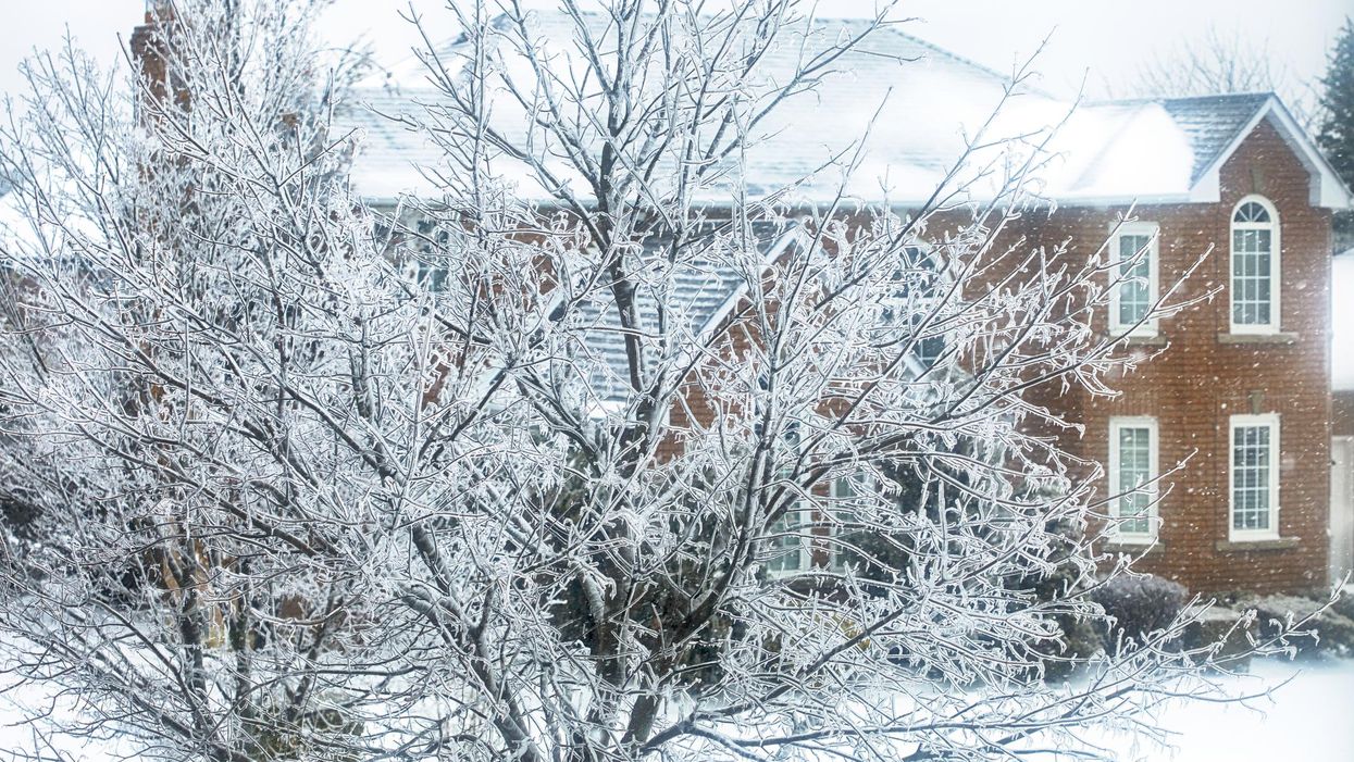 Trees covered in ice in Toronto.
