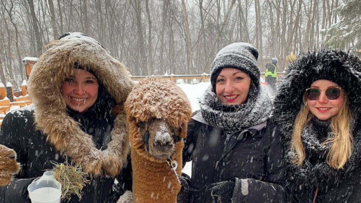 Trois femmes prenant la pose avec un alpagas sous la neige.