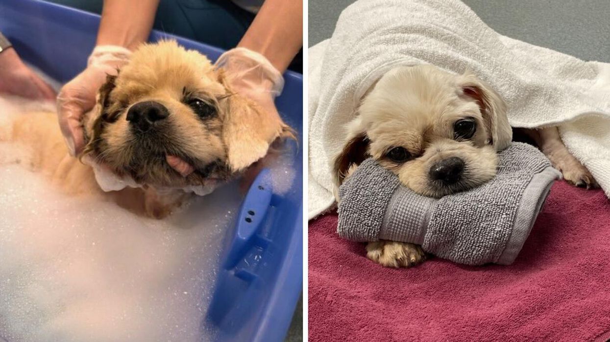 Trooper being groomed by the shelter's staff. Right: Trooper covered with a white towel.