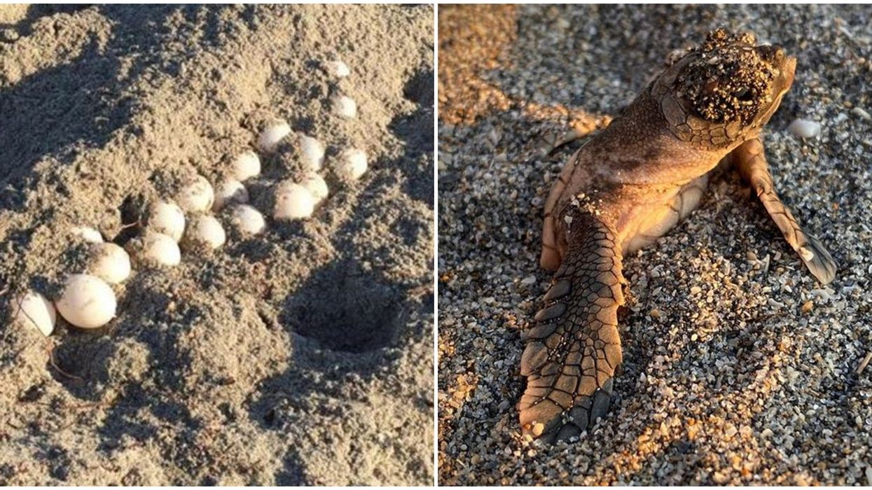 Tropical Storm Isaias In Florida Exposed Tons Of Sea Turtle Nests Over The Weekend