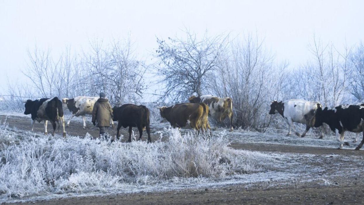 Troupeau de vaches.