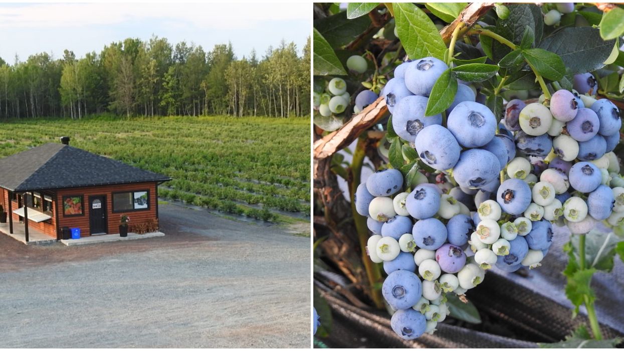 Tu peux cueillir des bleuets gratuitement dans ces champs près de Québec et voici quand