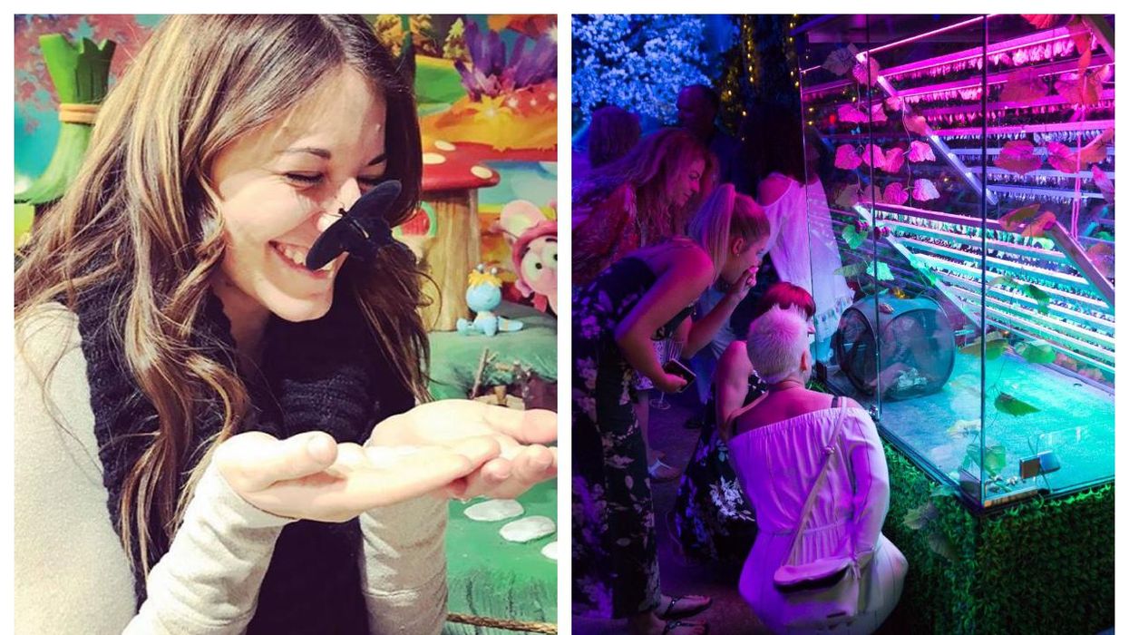 Tu peux rencontrer 1000 papillons dans ces dômes à Québec