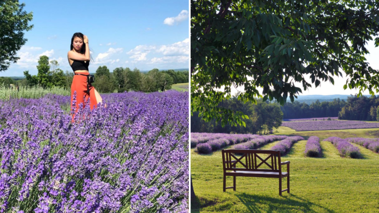 Tu pourras visiter cet immense champ de lavande à 1 h 45 de Montréal gratuitement cet été