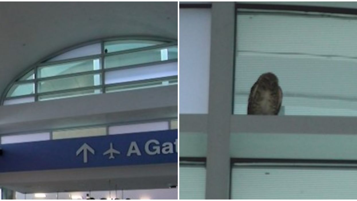 Tucson International Airport Had An Owl Fly In & It Had To Be Rescued