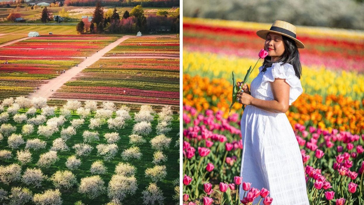 Tulip field. Right: A woman holding a tulip.
