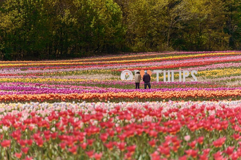 Tulip field with a sign.