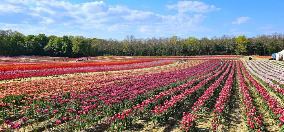 Tulip field.