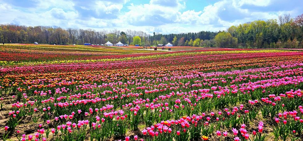 Tulip field.