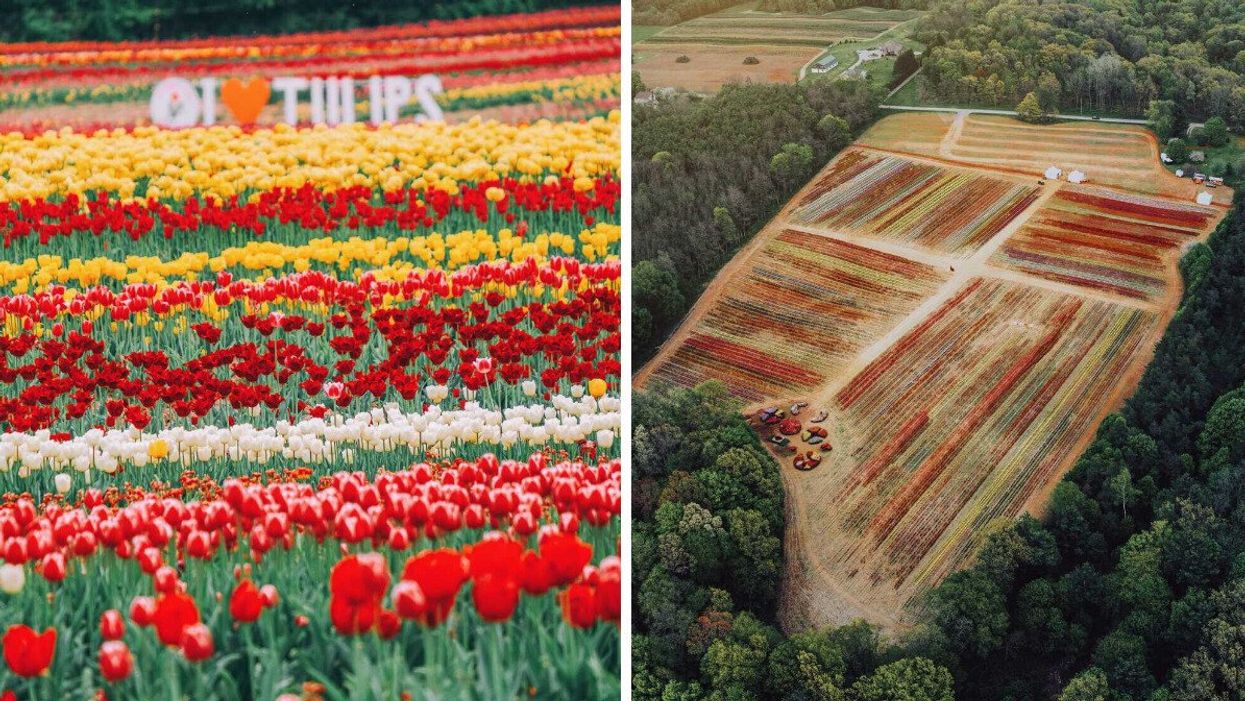 Tulip fields.
