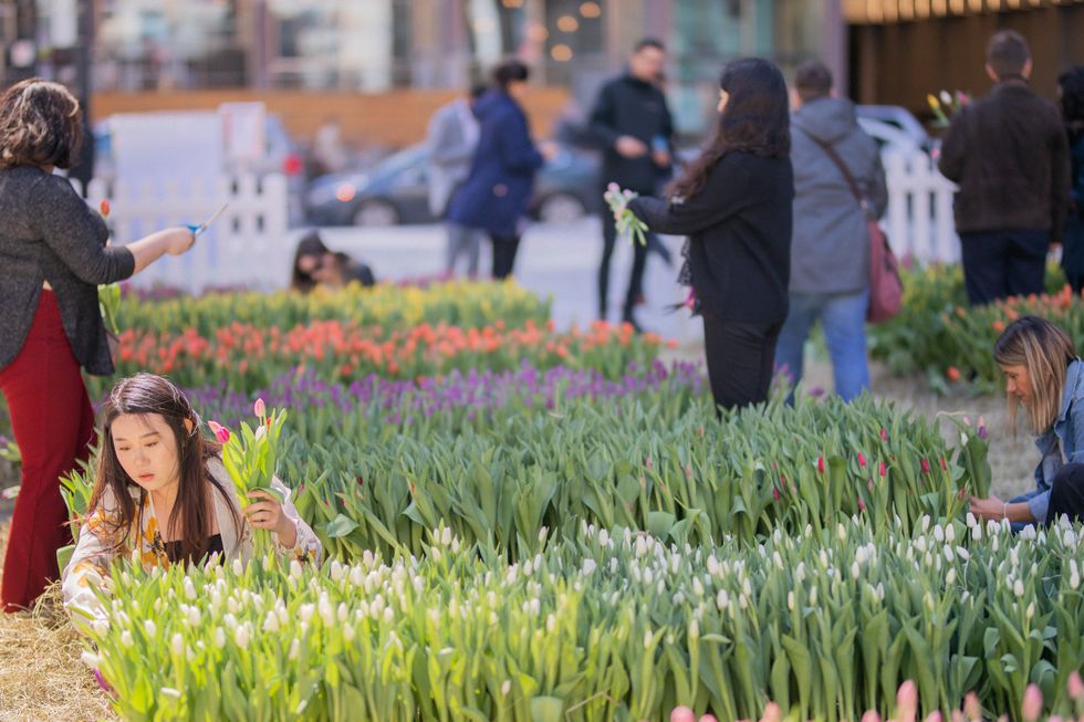 Tulip garden in Toronto.