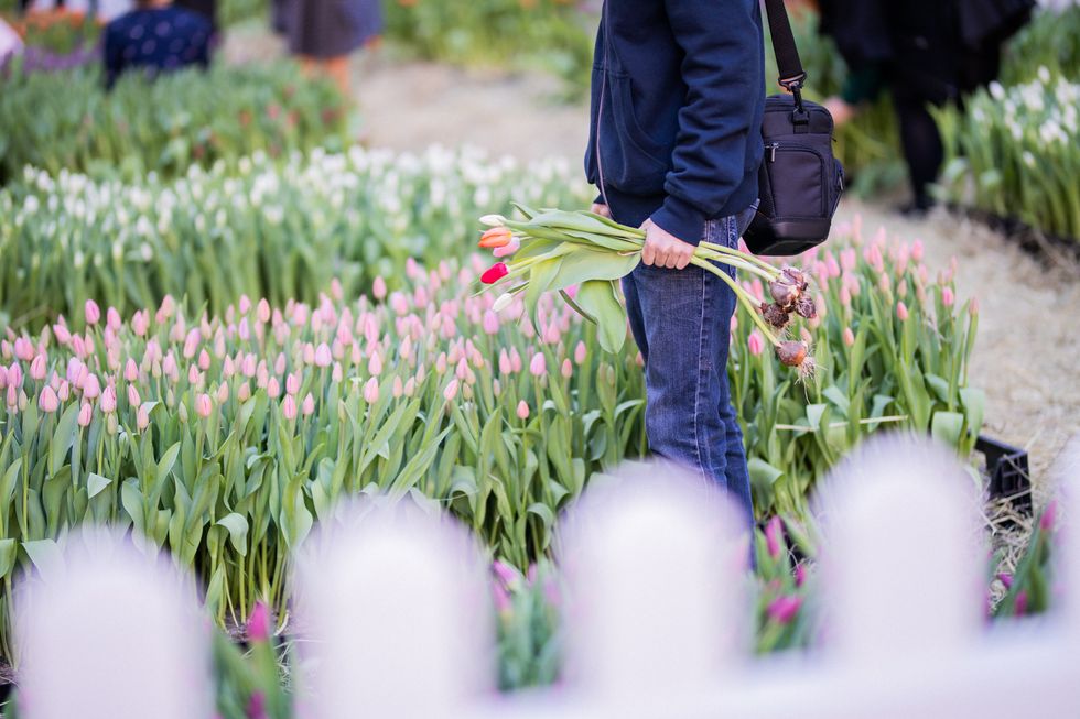 Tulip garden in Toronto.