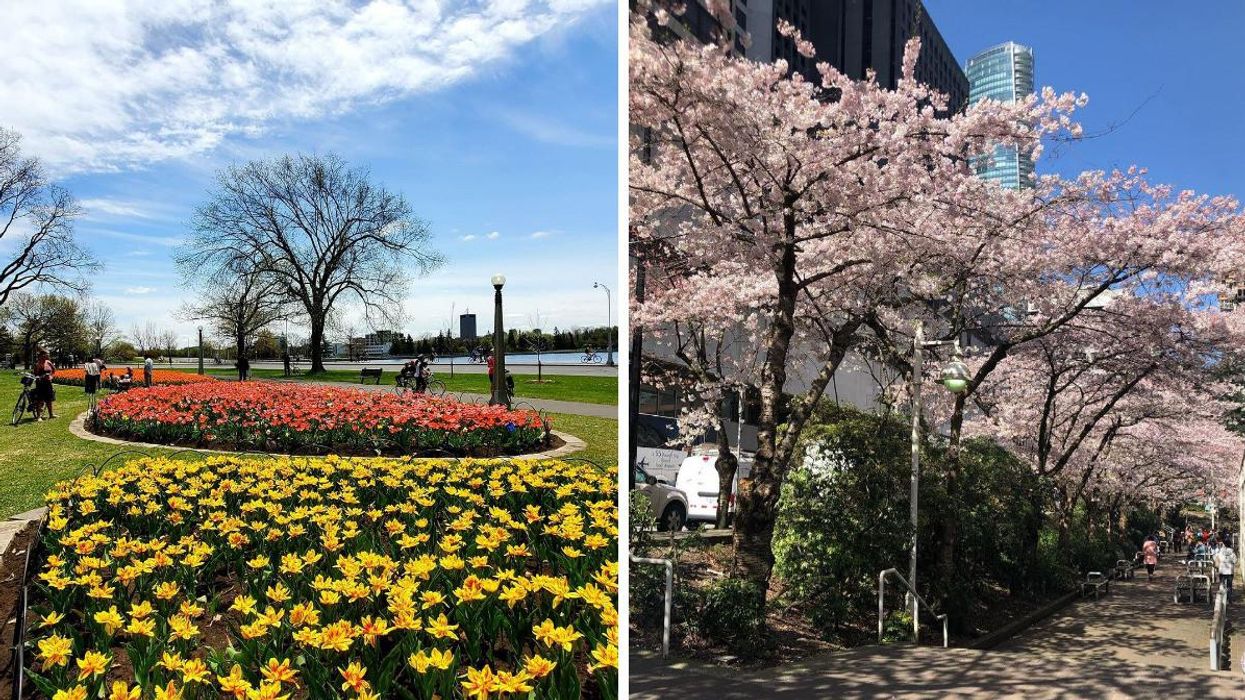 Tulips at Commissioners Park in Ottawa. Right: Cherry blossoms at Burrard Skytrain Station in Vancouver.