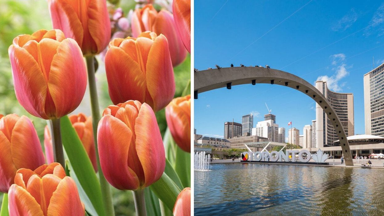 Tulips blooming. Right: Nathan Philip Square.