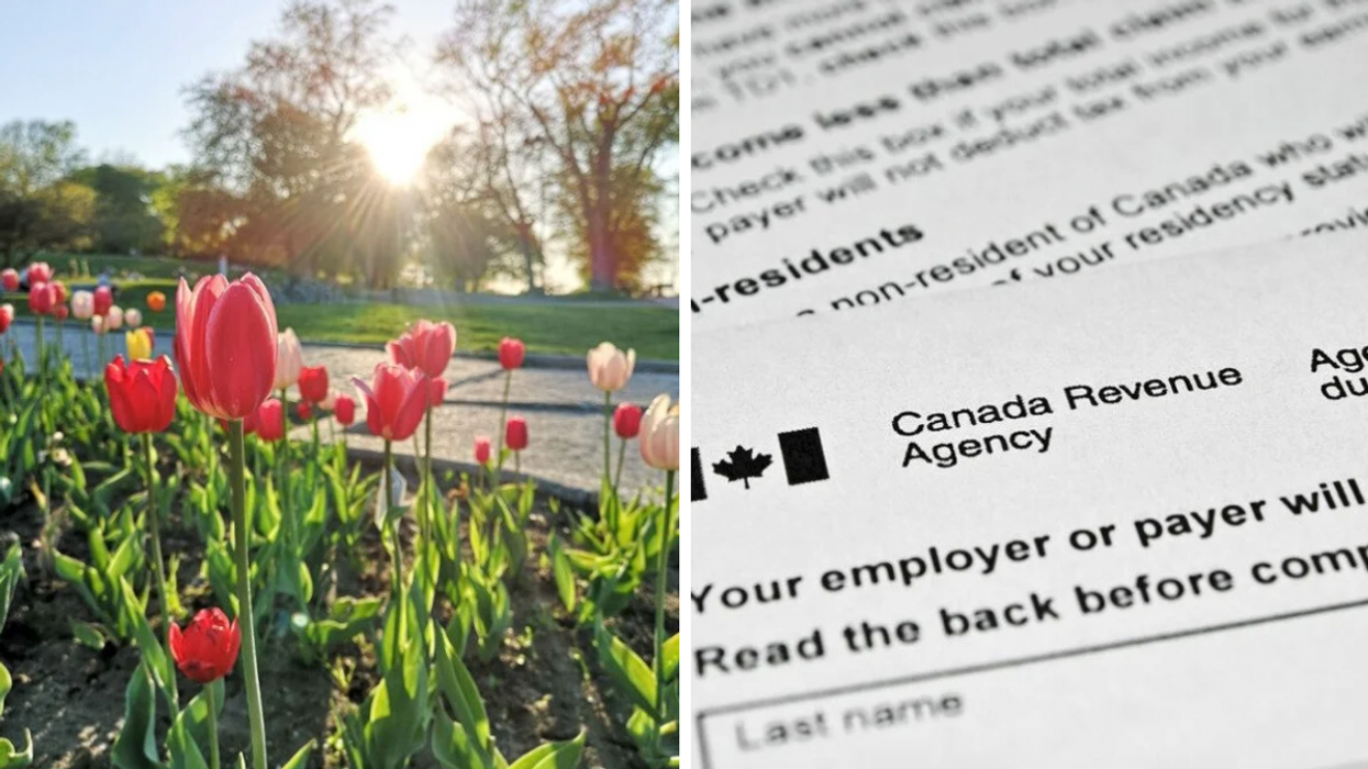 Tulips blossoming in Montreal. Right: Canada Revenue Agency forms.