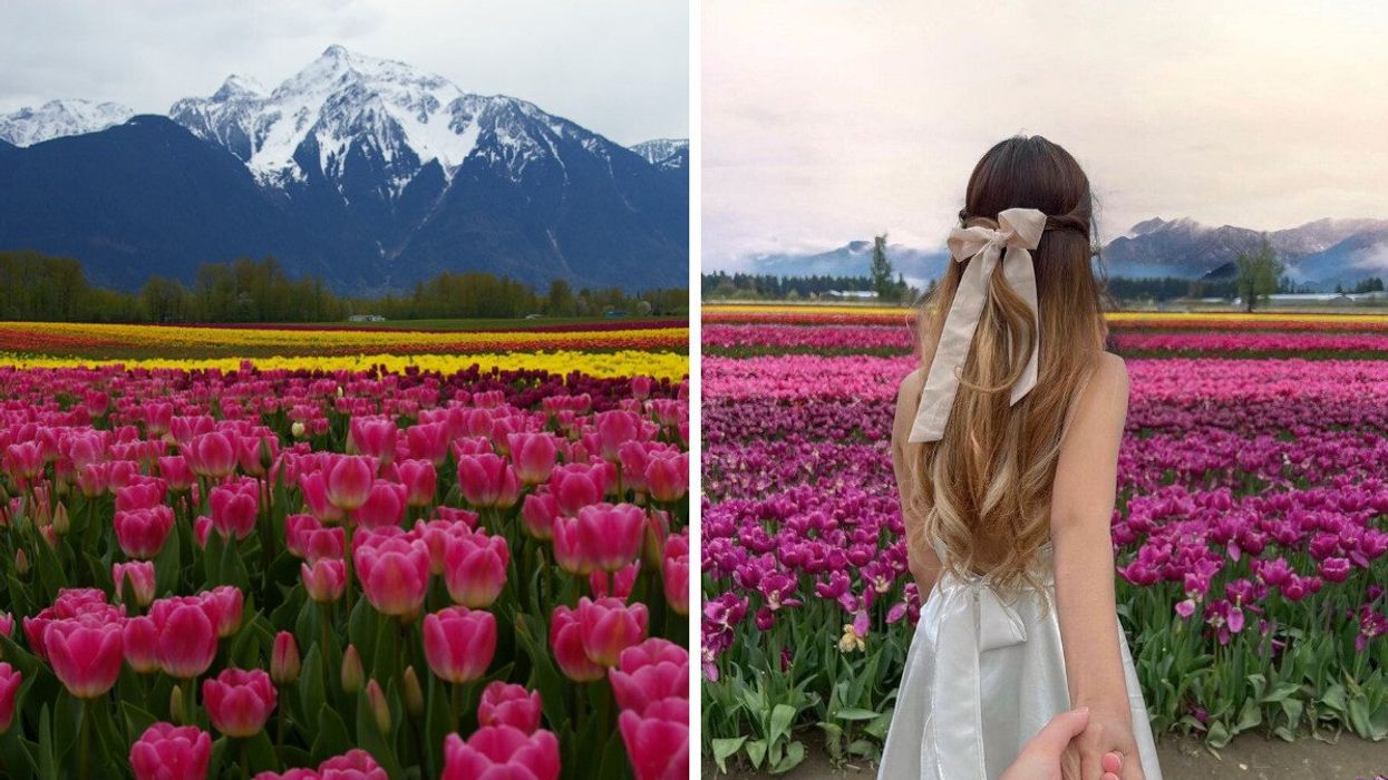 Tulips in front of a mountain. Right: A person walks through a field of tulips.