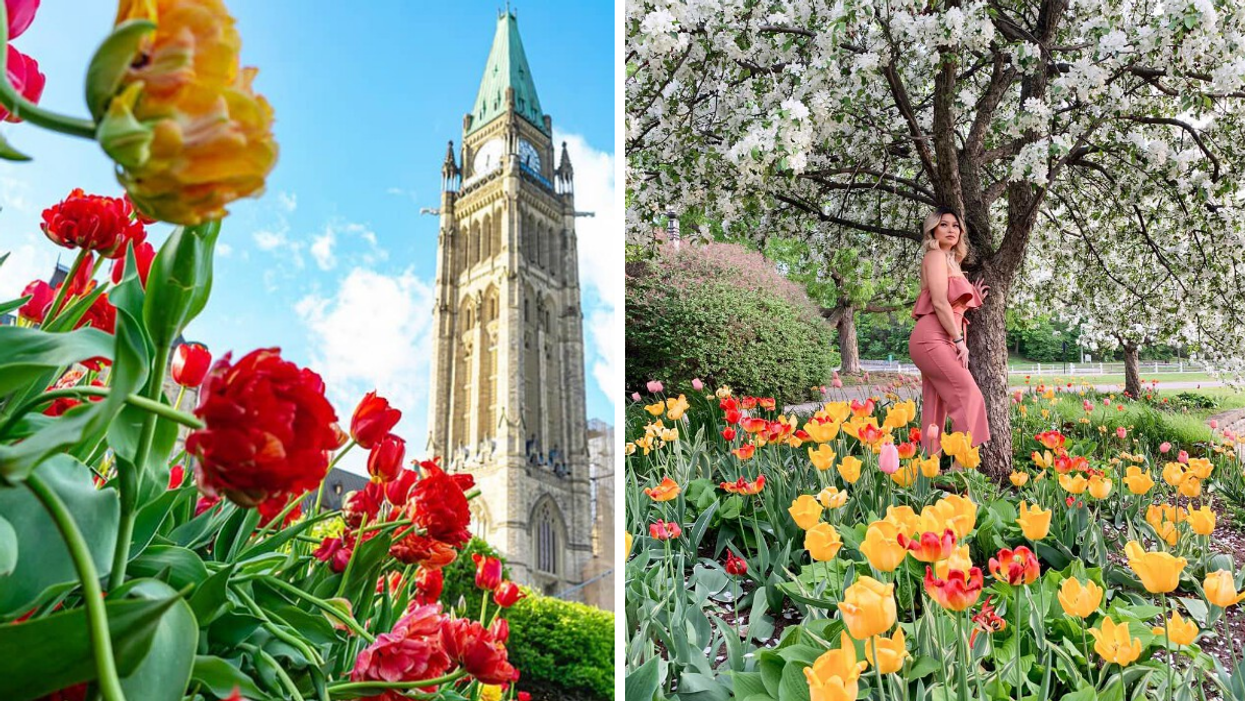 Tulips on Parliament Hill. Right: Tulips and blooms along the Rideau Canal.