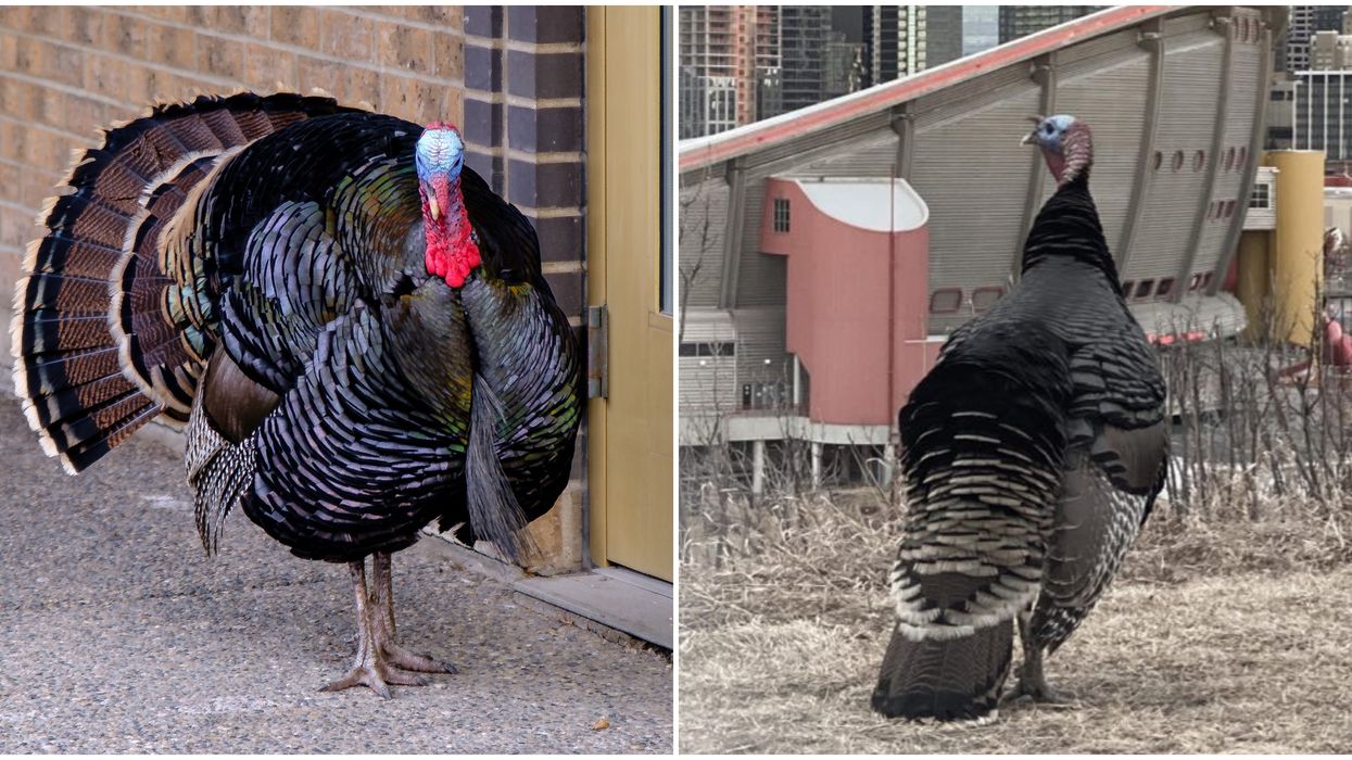 Turk Diggler: Calgary's Heart Was In This Lonely Turkey Eaten By Coyotes Last Week