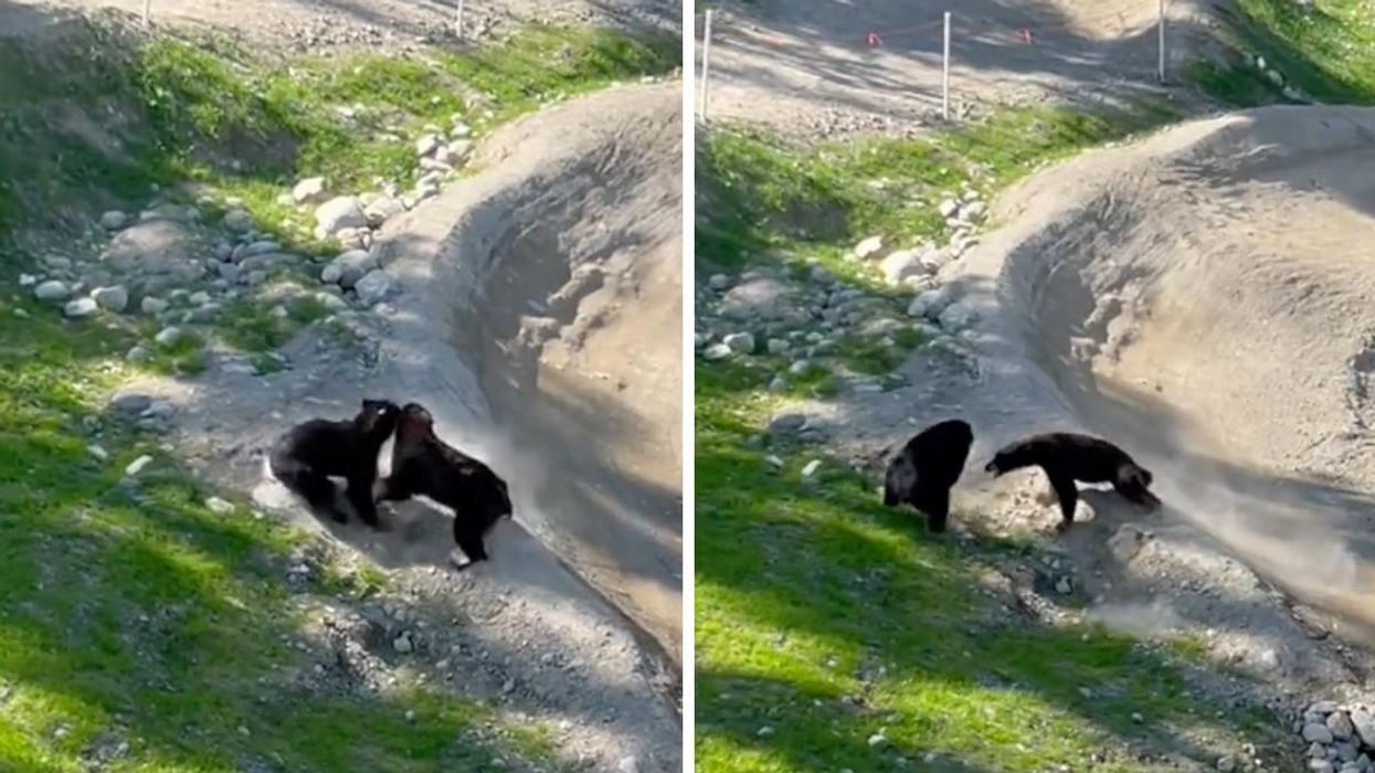 Two bears fighting.