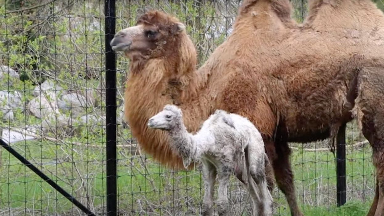 Two camels at the Toronto Zoo.