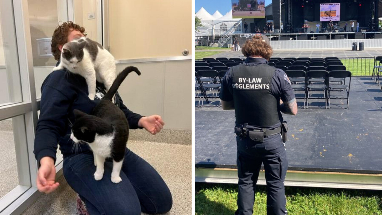 Two cats climb on a person. Right: Ottawa bylaw officer.