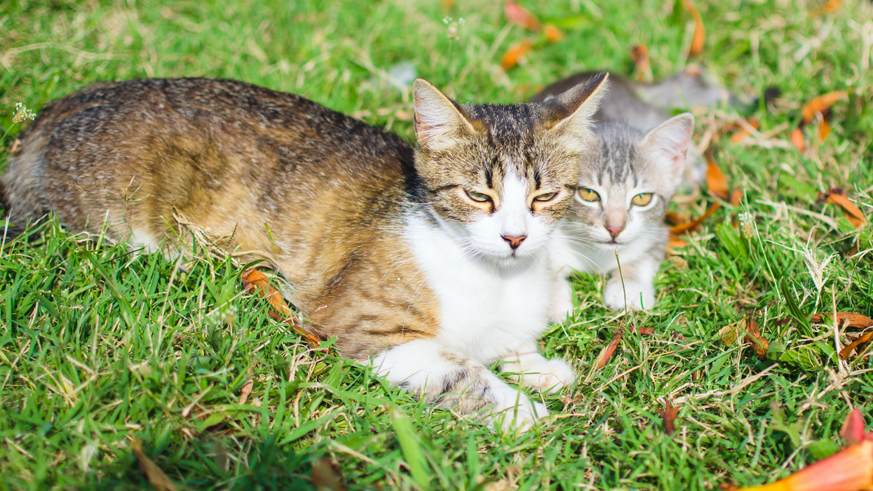 Two cats sitting outside.