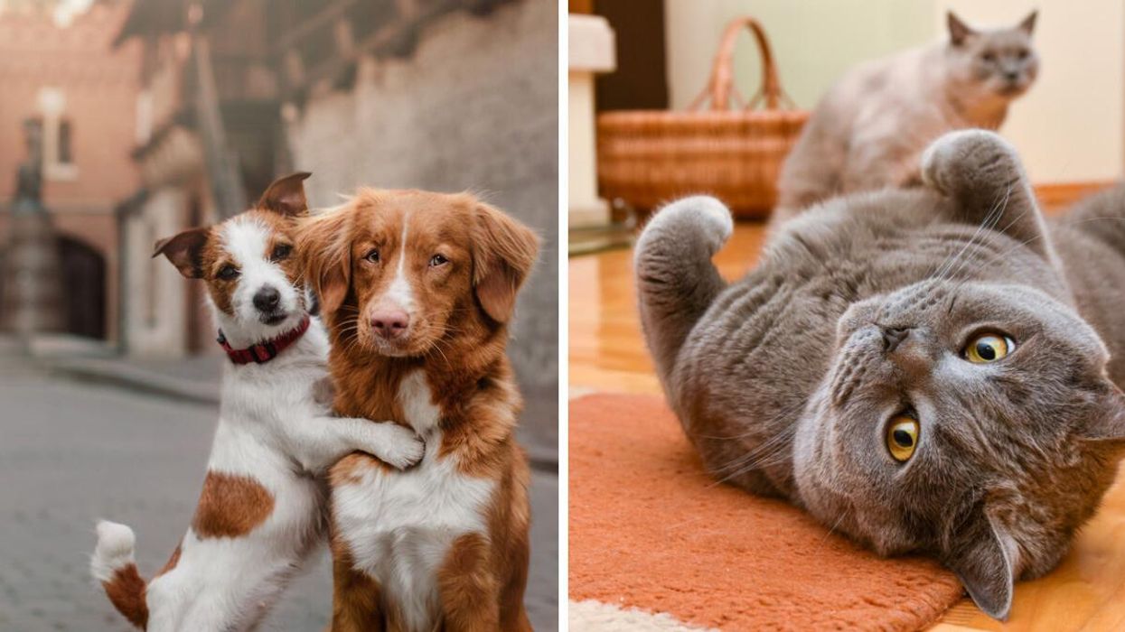 Two dogs hugging for a photo. Right: A cat on its back.